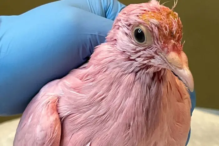 A picture of a pink pigeon.